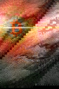 Poster 6