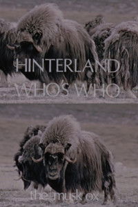 Poster for Hinterland Who's Who: The Musk Ox