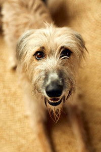 Profile of Rosie the Lurcher