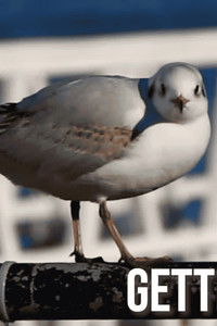 Getting Across the Solent, How hard can it be?