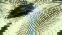 Nuestro mundo Digimon