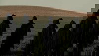 Backdrop 2