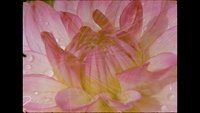 Backdrop 6