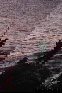 Colonia
