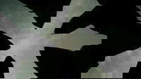 Backdrop 4