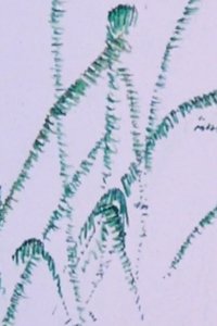 How the Frog’s Eye Sees