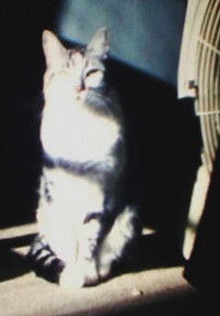 Poster for sin título (Snoopy)