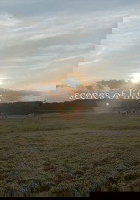 scenes of life
