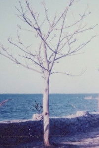 Two Women and the Rock Garden