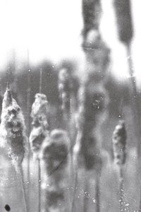 Poster for Phenomena