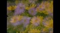 Backdrop 7