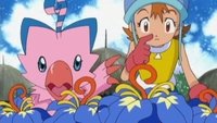 Sora en peligro