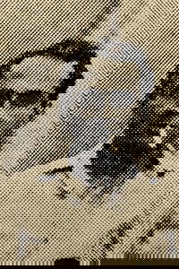 Profile of Palash Bandyopadhyay