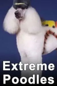 Poster for Extreme Poodles