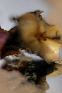 Poster for Non-Human Whispers, Episode 2