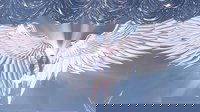 Backdrop 0