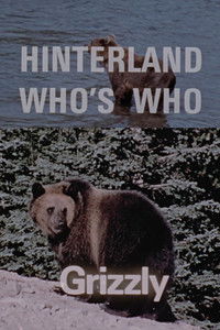 Poster for Hinterland Who's Who: Grizzly