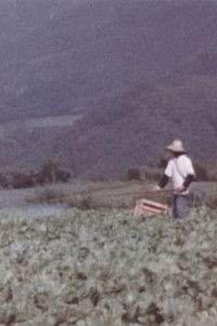 Poster for The Disaster of Pesticides