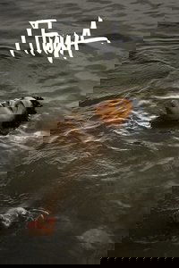 Poster 13