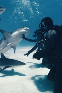 Poster for Wild Life - Sharks