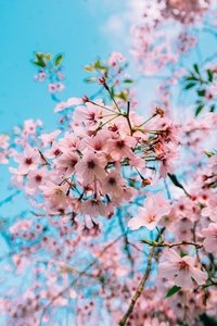 Poster for Sakura Genesis