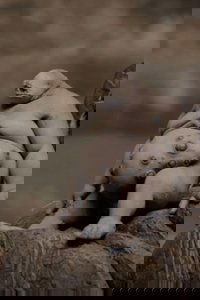 Mutation