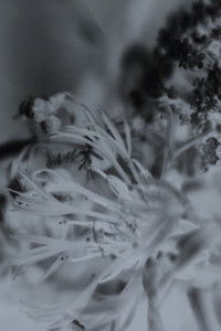 Poster for Senescent Vivarium