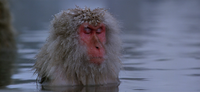 goblingotbling's profile image