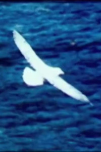 Poster for Birds by the Sea (Prayer)