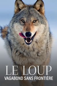 poster Le Loup, un vagabond sans frontière
