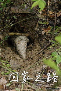 Poster for Journey Bound Home