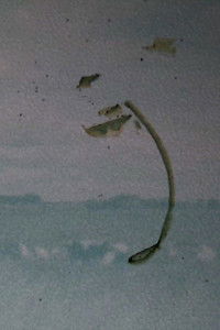 Poster for Forgotten Landscape 2