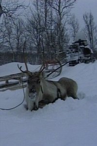 Niestebohcco njuovvan