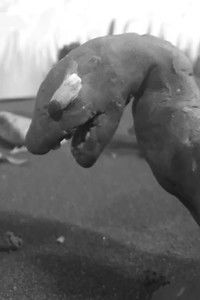 Poster for Terrifying Lizards