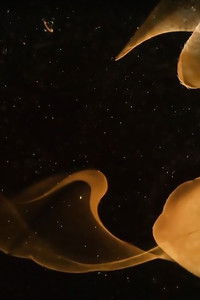 Poster for Rehla: Limbo