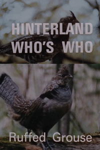 Poster for Hinterland Who's Who: Ruffed Grouse