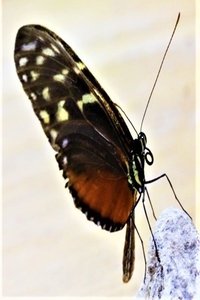 Poster for The Butterfly Effect