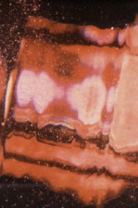 Poster for Corpúsculos