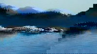 Backdrop 5