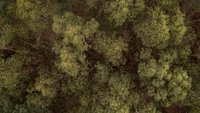 Backdrop 4
