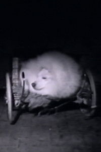 Poster for Isle St. Martin