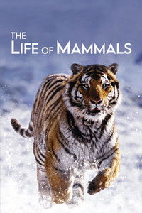 Poster for The Life of Mammals