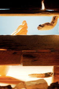 Poster for Whisperer