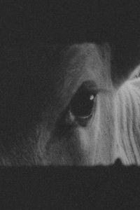 Poster for Livestock