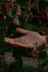 Poster for The Garden Had Not Disappeared