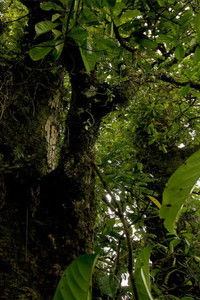 Poster for Kumbo Kola