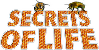 Logo 1