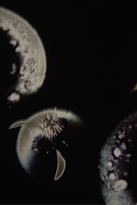 Poster for Saturnal
