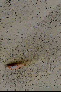 Halley’s Comet