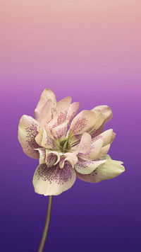 priya_'s profile image